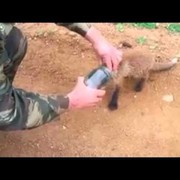 Lis przychodzi do ludzi z prośbą o pomoc (wideo)